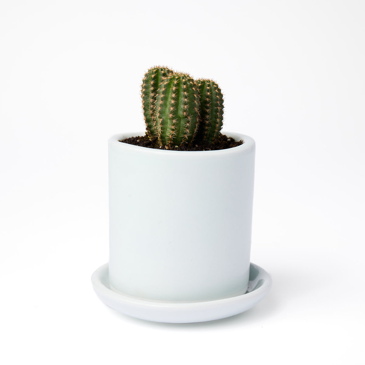 Made-to-Order Small Cup Planter